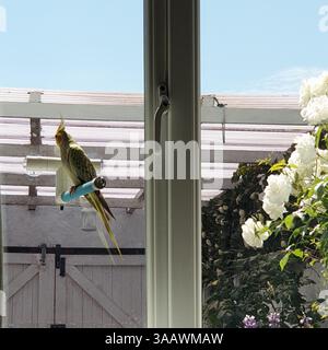 Tilly den Zimtperlen-Kakatiel, der aus dem Fenster blickt Stockfoto