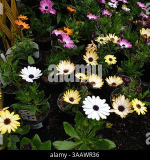 Blumen im Golden Days Garden Centre, Lancashire, Großbritannien Stockfoto
