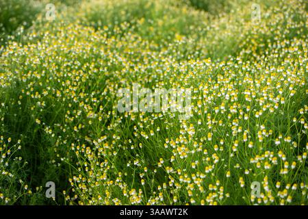 Frühlingsblüte Stockfoto