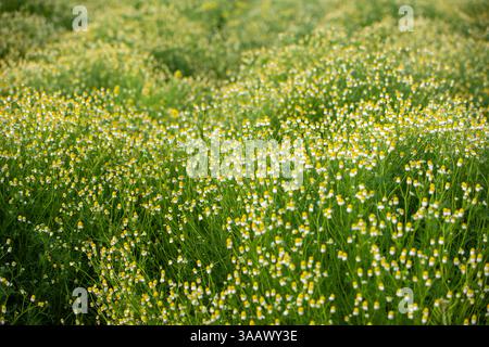 Frühlingsblüte Stockfoto