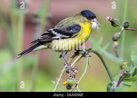 Kleine Goldfinch Erwachsene Männliche Fütterung. Mountain View, Santa Clara County, Kalifornien, USA. Stockfoto