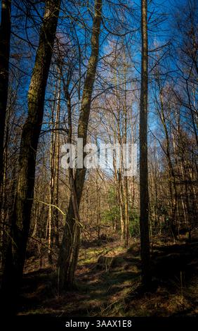 Ein Wald in der Frühlingssonne, South Lanarkshire, Schottland Stockfoto