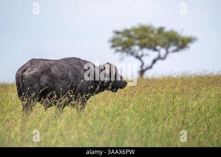 Afrikanischer Büffel, Kapbüffel (Syncerus Caffer) Weiden. Serengeti, Tansania Stockfoto