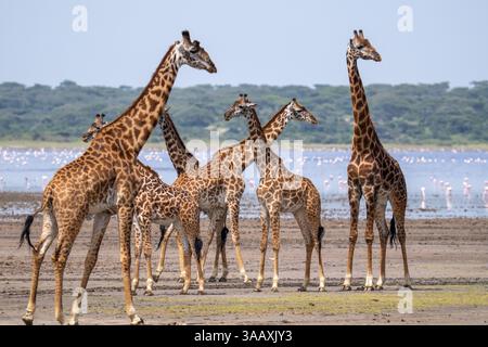 Gruppe von Masai-Giraffen (Giraffa tippelskirchi) am Wasser. Serengeti, Tansania Stockfoto