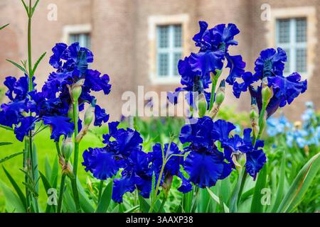 Frankreich, Tarn, Albi, von der UNESCO zum Weltkulturerbe erklärt, La Berbie Palace, Toulouse-Lautrec Museum, La Berbie Gärten, Blaueichen auf den Blumenbeeten des Palastes Stockfoto