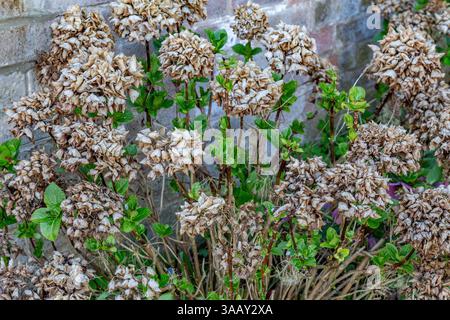 Hortensie Macrophylla im Frühjahr. In den letzten Jahren sind noch tote Blumen auf der Pflanze, zusammen mit neuem Wachstum. Die Anlage ist bereit für den Absturz. Stockfoto