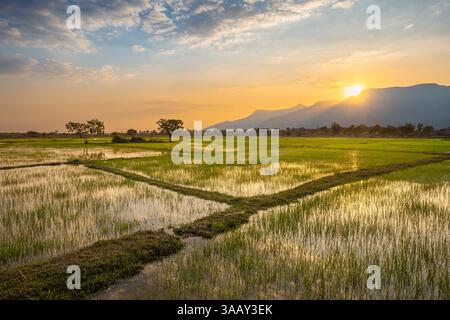 Laos, Provinz Champasak, Umgebung des Dorfes Champassak, Sonnenuntergang über den Reisfeldern Stockfoto