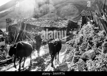 June 1, 2018 - Ushguli, Svaneti, Georgia - A woman tends to cows in the village of Ushguli in Svaneti, Georgia, part of a recognized UNESCO World Heritage Site. Located at an altitude of 2,100 meters near the foot of Shkhara, one of the highest summits of the Greater Caucasus mountains, Ushguli is one of the highest continuously inhabited settlements in Europe. It is home to 70 families and covered in snow for 6 months of the year. Often the road to Mestia is impassable. Ushguli shares the Svaneti region traditional koshki, defensive stone structures built from the 9th century onward and is kn Stockfoto