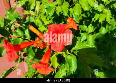 Campsis grandiflora, Tecoma, Bignonia, ist eine große mehrjährige Rebe mit hellen dekorativen Blüten. Ornamental Campsis in Kroatien Stockfoto