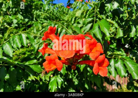 Campsis grandiflora, Tecoma, Bignonia, ist eine große mehrjährige Rebe mit hellen dekorativen Blüten. Ornamental Campsis in Kroatien Stockfoto