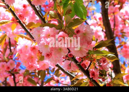 Japanische Kirsche, Sakura-Baum mit schönen zarten rosa Blumen blüht im Frühling in einem Stadtpark. Sakura-Hintergrund Stockfoto
