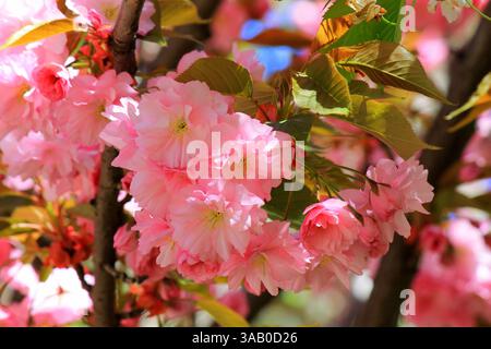 Japanische Kirsche, Sakura-Baum mit schönen zarten rosa Blumen blüht im Frühling in einem Stadtpark. Sakura-Hintergrund Stockfoto