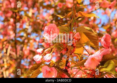 Japanische Kirsche, Sakura-Baum mit schönen zarten rosa Blumen blüht im Frühling in einem Stadtpark. Sakura-Hintergrund Stockfoto