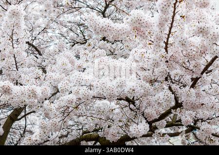 Blühende Kirschbäume in Swiss Cottage, London, Großbritannien Stockfoto