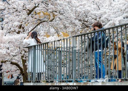 Menschen fotografieren blühende Kirschbäume in Swiss Cottage, London, Großbritannien Stockfoto