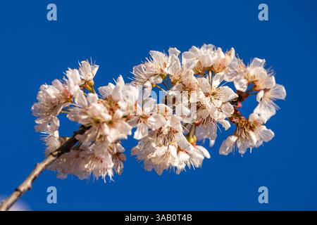 Leuthen, Deutschland. April 2025. Ein Zweig einer Zierpflaume mit Blüten drauf reicht bis in den blauen Nachmittagshimmel. Es wird in der kommenden Nacht klar bleiben und die Temperaturen werden auf etwa 4 Grad sinken, bevor sie morgen auf 18 Grad ansteigen. Vermerk: Frank Hammerschmidt/dpa/Alamy Live News Stockfoto
