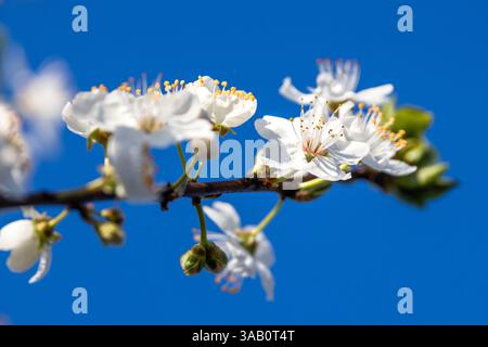 Leuthen, Deutschland. April 2025. Ein Zweig einer Blutpflaume mit Blüten drauf reicht bis in den blauen Nachmittagshimmel. Es wird in der kommenden Nacht klar bleiben und die Temperaturen werden auf etwa 4 Grad sinken, bevor sie morgen auf 18 Grad ansteigen. Vermerk: Frank Hammerschmidt/dpa/Alamy Live News Stockfoto