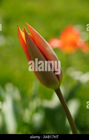 tulpenblüte beginnt im Frühjahr zu blühen. Farbenfrohe Gartenblume Stockfoto