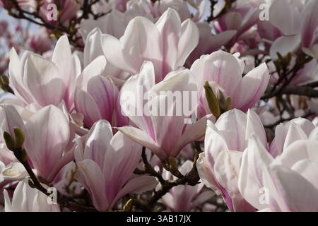 Blühender Magnolienbaum im Frühjahr. Wunderschöne rosa und weiße Blüten des Magnolienbaums in Blüte Stockfoto