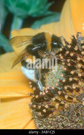 Buff-Tail Hummel, Bombus terrestris. Sonnenblumenfütterung Stockfoto