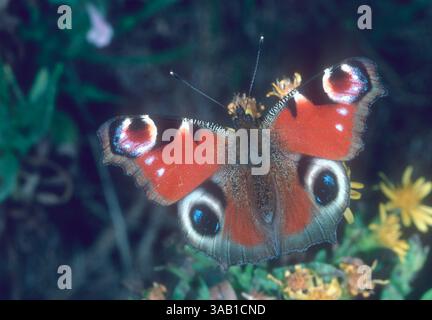 Europäischer PfauenSchmetterling, Aglais io. Mit offenen Flügeln Stockfoto