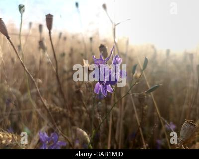 Consolidata regalis, bekannt als forking larkspur, Rakete-larkspur, und Feld larkspur. Floraler Desktop-Hintergrund. Zweifelhafter Rittersporn, Raketenlarksporn. Stockfoto