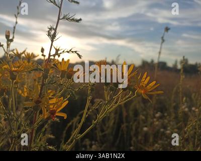Ragkraut, häufiges Ragkraut, stinkende Wille, saures Ragkraut, Benweed, Jakobskraut, stinkende Nanny, Ninny, Willy, Stackkraut, Hundestandard, Kängurkraut Stockfoto