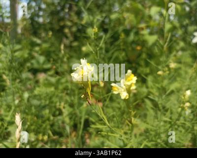 Linaria vulgaris, der gewöhnliche toadflax, gelber toadflax, Butter und Eier, ist eine Art von toadflax (Linaria) Stockfoto