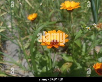 Calendula officinalis, die Ringelblume, Ringelblume, Ruddles, Mariengold oder Scotch Ringelblume, ist eine blühende Pflanze aus der Familie der Gänseblümchen Asteraceae Stockfoto