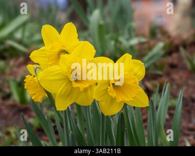 Eine Gruppe von leuchtenden gelben Narzissen blüht in einem Garten, umgeben von grünem Laub. Stockfoto