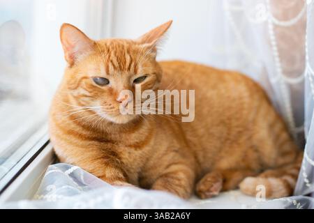 Eine orangene Tabbykatze liegt bequem auf einer sonnigen Fensterbank, genießt die Wärme und beobachtet die Welt draußen Stockfoto
