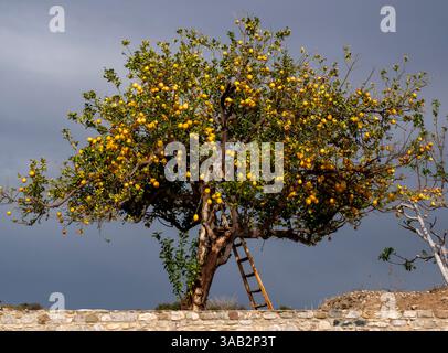 Zitronenbaum mit Reifen Früchten, Agia Varvara, Zypern Stockfoto
