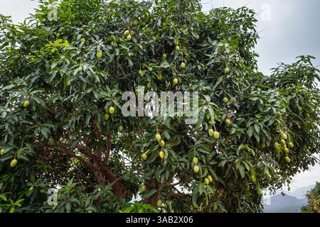 Tropische Frucht Mangobaume mit vielen Früchten. Unreife Mangos hängen an den Ästen des Mangobaumes zwischen den grünen Blättern. Garten der Mangobäume in Vietnam Stockfoto