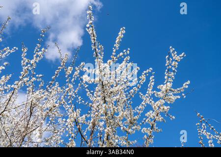 Weiße Blüten oder Blüten am Schwarzdornbaum (Prunus spinosa) im Frühjahr oder März, England, Großbritannien Stockfoto