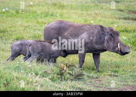 Gewöhnliches Warzenschwein (Phacochoerus africanus) füttert ihre Ferkel Ngorogoro-Krater, Tansania Stockfoto
