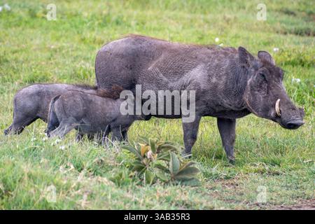 Gewöhnliches Warzenschwein (Phacochoerus africanus) füttert ihre Ferkel Ngorogoro-Krater, Tansania Stockfoto