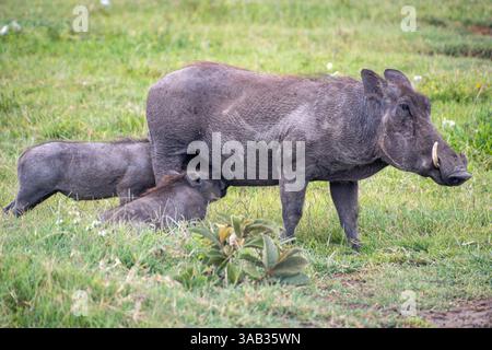 Gewöhnliches Warzenschwein (Phacochoerus africanus) füttert ihre Ferkel Ngorogoro-Krater, Tansania Stockfoto