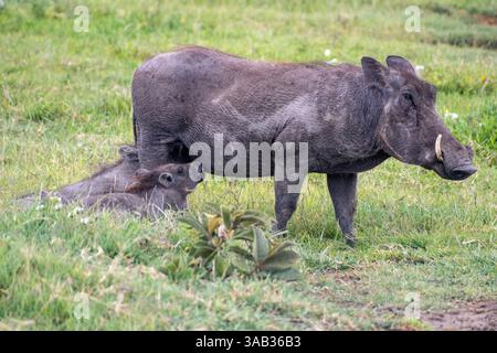 Gewöhnliches Warzenschwein (Phacochoerus africanus) füttert ihre Ferkel Ngorogoro-Krater, Tansania Stockfoto