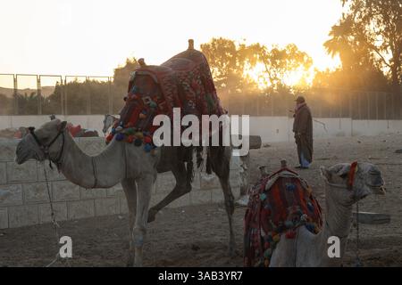 Kamele bei Sonnenuntergang mit einem Kamelreiter mit einer Peitsche im Pyramidenkomplex von Gizeh in Ägypten Stockfoto