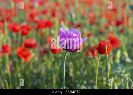 Einzelne Blume von blauem Mohn (Papaver somniferum), im Hintergrund roter blühender Mohn (Papaver rhoeas), Callenberg, Sachsen, Deutschland, Europa Stockfoto