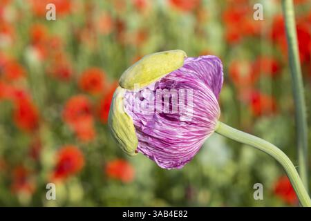 Gerade öffnende Blütenknospe des blauen Mohns (Papaver somniferum), im Hintergrund die rot blühenden Blüten des Mohns (Papaver rhoeas) auf einem Feld Stockfoto