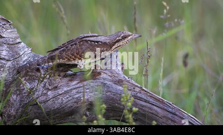 Jynx torquilla (eurasischer Wryneck) Fernmigrantin, auf der Suche am Boden, Meister der Tarnung, Paarung, Lebensmittelspezialist, Sachsen-Anhalt, Mitte Stockfoto