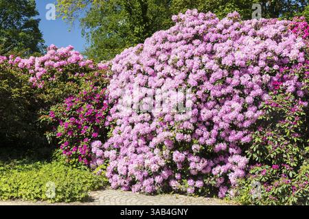 Die großen Rhododendronbüsche im Wachwitz Rhododendronpark, Dresden, Sachsen, Deutschland, blühen reichlich und in vielen Farben, Europa Stockfoto