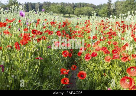 Roter Mohn (Papaver rhoeas) blüht auf einem Feld mit blauem Mohn (Papaver somniferum) in einem Feld bei Callenberg, Sachsen, Deutschland, Europa Stockfoto