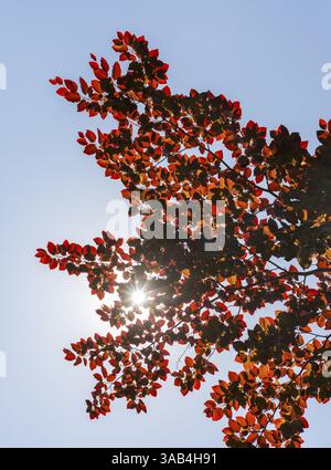 Sonnenschein durch die Blätter einer Kupferbuche (Fagus sylvatica f. purpurea) Stockfoto