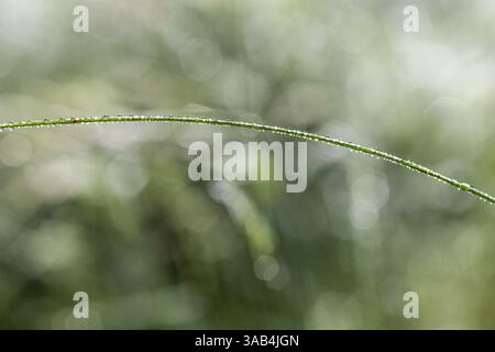 Wassertropfen wie Regentropfen auf einem Grasblatt und Panik nach einem Nebel, Deutschland, Europa Stockfoto