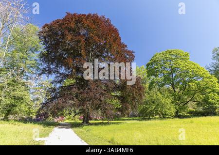 Kupferbuche (Fagus sylvatica) im Rhododendronpark Wachwitz, Dresden, Sachsen, Deutschland, Europa Stockfoto