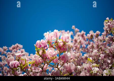 magnolienblüten auf blauem Himmel mit schmalem Fokus, magnolienblüten auf blauem Himmel mit schmalem Fokus, saisonale Natur Frühling Hintergrund. Freier Kopierbereich. Stockfoto