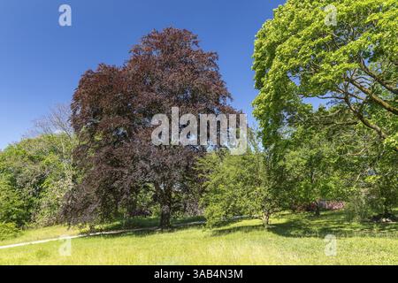 Kupferbuche (Fagus sylvatica) im Rhododendronpark Wachwitz, Dresden, Sachsen, Deutschland, Europa Stockfoto