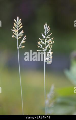 Die Panik eines blühenden Grases Stockfoto